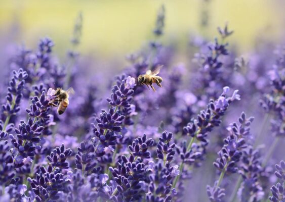 Lavendel Beitragsbild